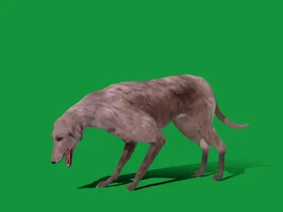 Scottish Deerhound Dog Low-poly 3D model