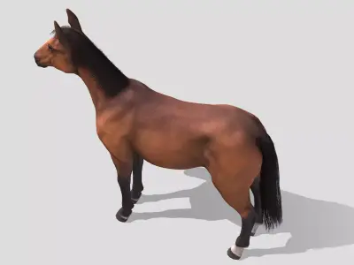 Horse realistic Low-poly 3D model