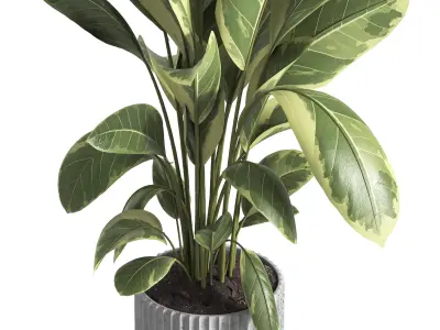 indoor plant 035 3D model