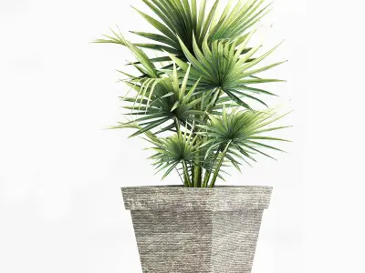 Plants Collection 189 Sabal Minor 3D model