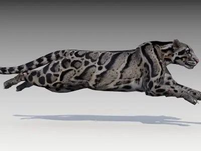 Clouded Leopard Low-poly 3D model