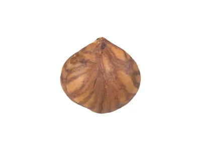 Photorealistic Hazelnut Kernel 3D Scan 2 3D model