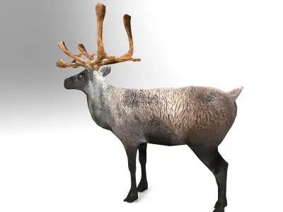 Reindeer 3d model game ready with antlers Low-poly 3D model