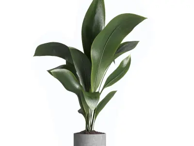 indoor plant 021 3D model