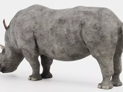 -White Rhinoceros- 3D model
