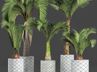 Plants Collection 201 Palms 3D model