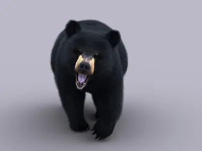 Black Bear ANIMATED Xgen core 3D model