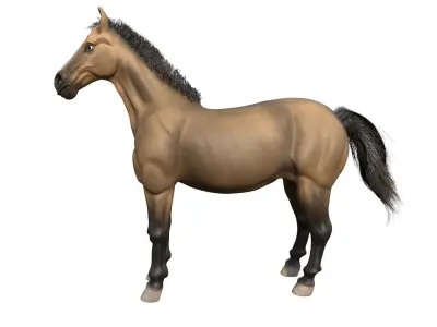 Horse 3D model 30