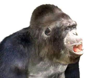 Gorilla Animated blender  Low-poly 3D model