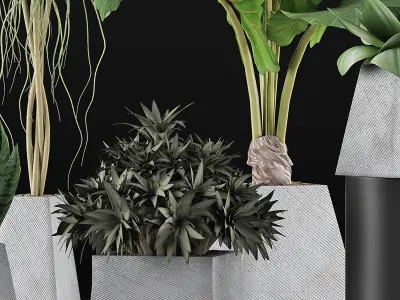 Plants Collection 42 3D model