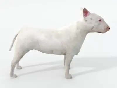 Bull Terrier Low-poly 3D model purchase