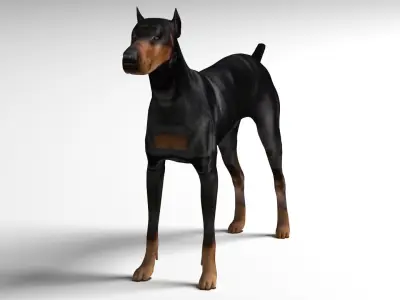 Doberman Dog Low-poly 3D model