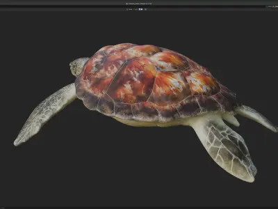 Chelonia mydas - Green sea turtle Low-poly 3D model