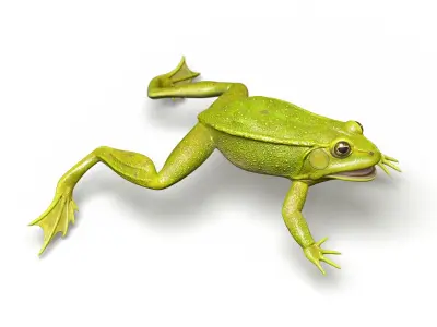 Lake Frog Low-poly 3D model