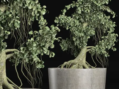 Plants Collection 147 Sageretia Theezans Mini Bonsai 3D model