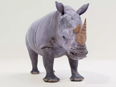 White rhino Low-poly 3D model