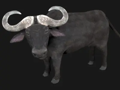 Buffalo fully rigged low poly Low-poly 3D model