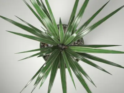 A Spider Plant in Plant Pot Low-poly 3D model
