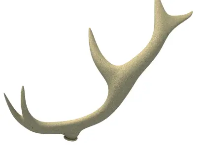 3D Deer Antler 3D model