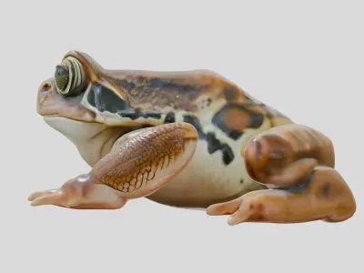Realistic Tropical Frog 3D Model with High-Quality Textures Low-poly 3D model