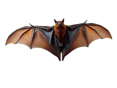 Golden Winged Bat model pack Low-poly 3D model
