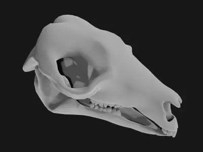Kangaroo skull 3D model