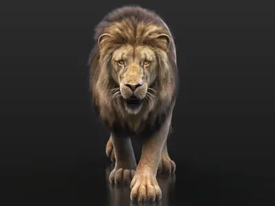 Lion B RIG XGEN CORE 3D model