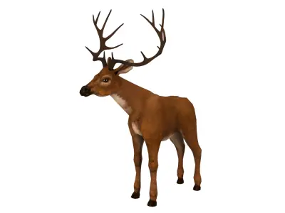 Deer  rig  high-poly  textured 3D model