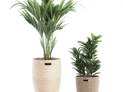 Decorative plants in a basket 568 3D model