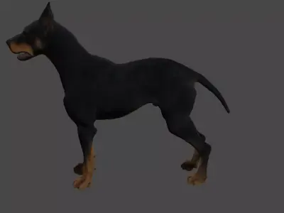 Doberman  3D model