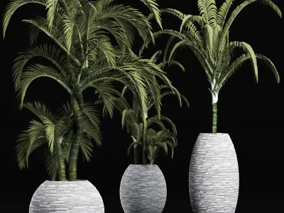 Plants Collection 207 Palms 3D model