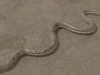 Python snake Low-poly 3D model