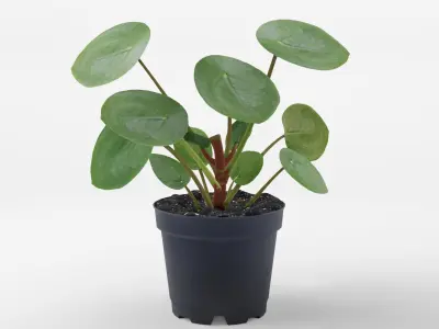 Collection-4 of House Plant 3D Models - 5 Models