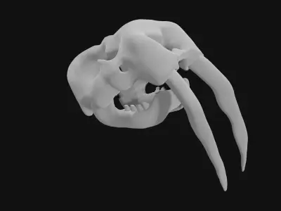 Walrus skull of walrus skeleton Low-poly 3D model