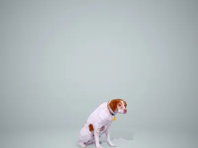 Dog Sitting Still Dog0004-HD2-P01-S 3D model