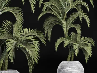 Plants Collection 184 Palm 3D model