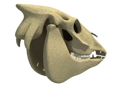 Bones of  Donkey Skull 3D model