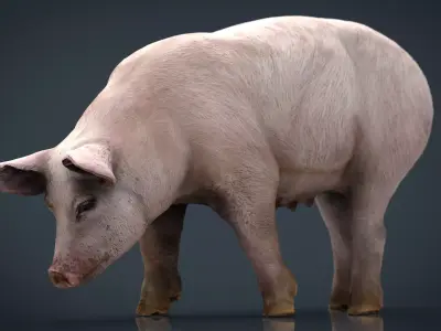Realistic Sow pig Low-poly 3D model