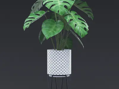 Cheese Plant I 3D model