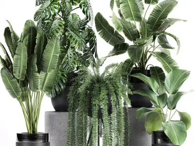 Houseplants in a black pot for the interior 710 3D model