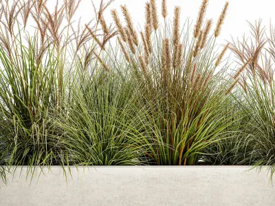 Potted reeds for landscaping 1074 3D model