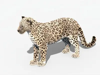 MAYA XGEN FUR Leopard  Low-poly 3D model