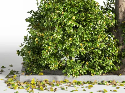 Outdoor Plants tree 09 3D model