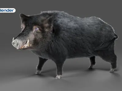 Fur Black Wild Boar Rigged in Blender Low-poly 3D model