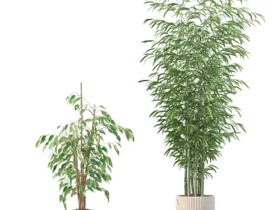 Plants collection 205 - areca palm ficus benjamina cactus bamboo 3D model