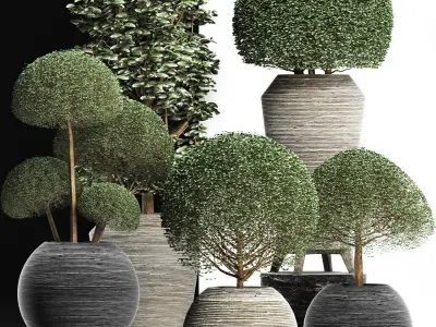 Plants Collection 205 Ligustrum Vray 3D model