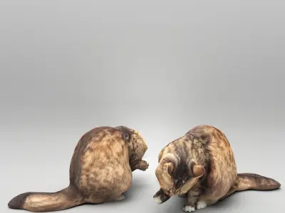 Fluffy cat licking itself 34 Low-poly 3D model