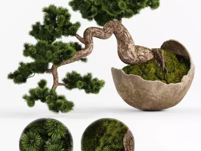 Bonsai Pinus Sylvestris Tree 3D model