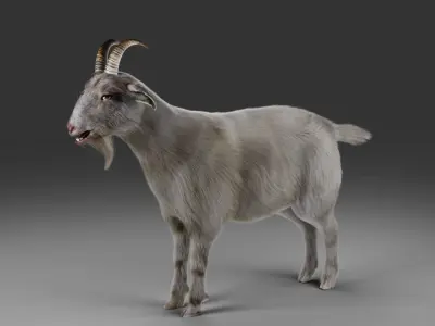 Fur Goat 02 NO Rigged in Blender Low-poly 3D model