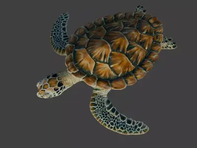 Sea Green Turtle 3D model